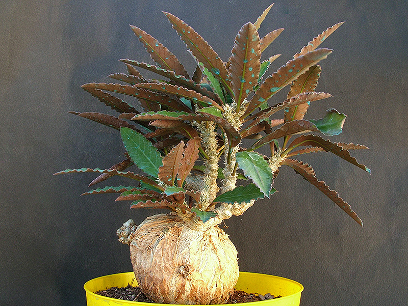 Euphorbia suzannae-marnierae 