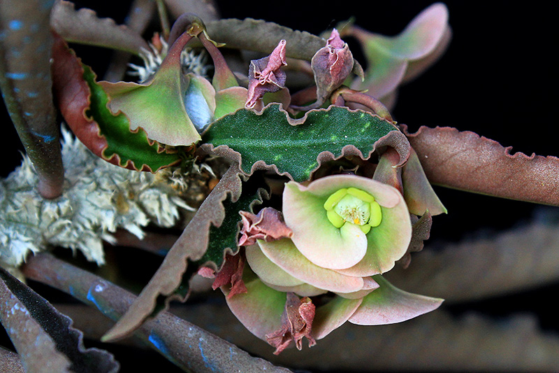 Euphorbia suzannae-marnierae 