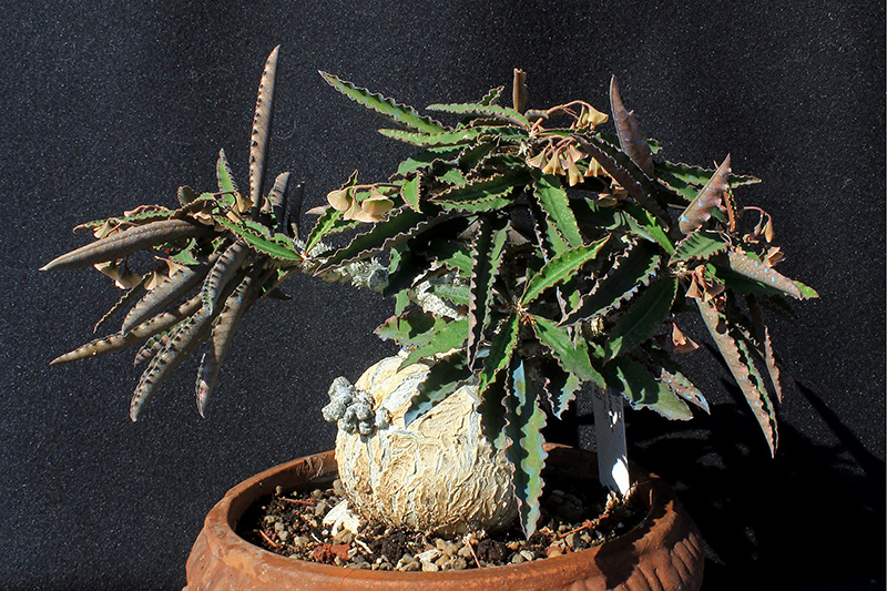 Euphorbia suzannae-marnierae 