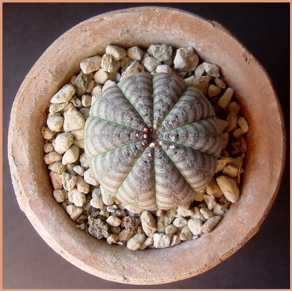 Euphorbia obesa 