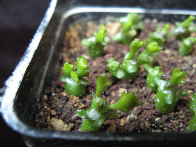 Euphorbia stellata 