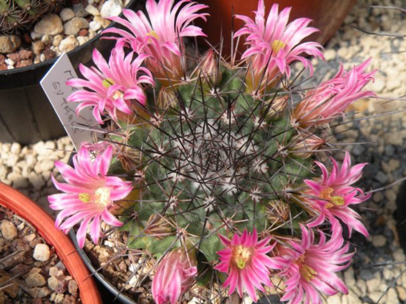 Mammillaria euthele 