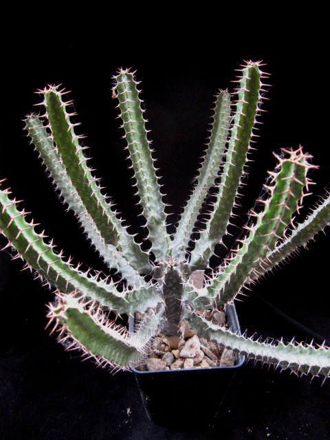 Euphorbia evansii 