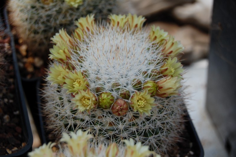 Mammillaria evermanniana 