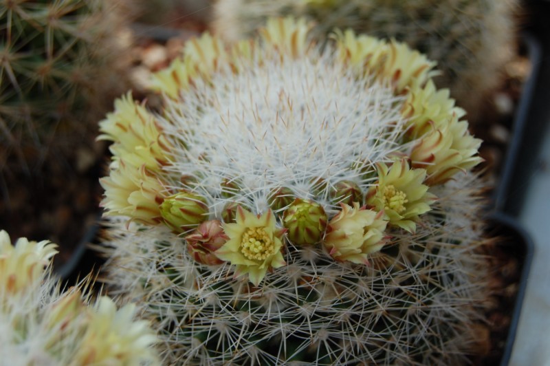 Mammillaria evermanniana 