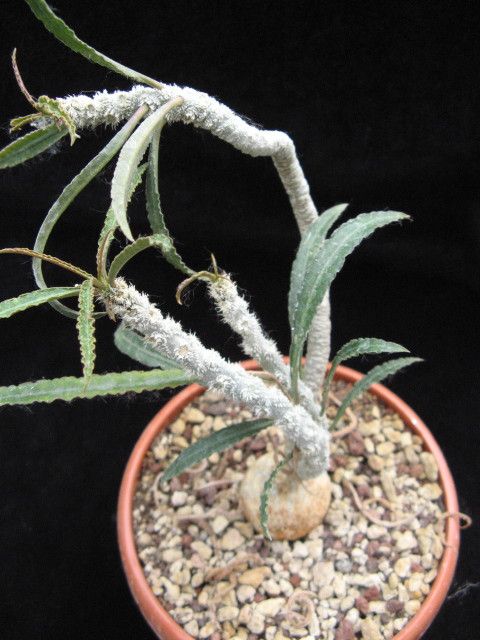 Euphorbia waringiae 