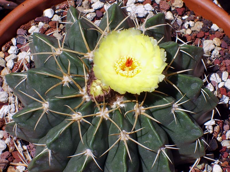 Parodia sellowii 