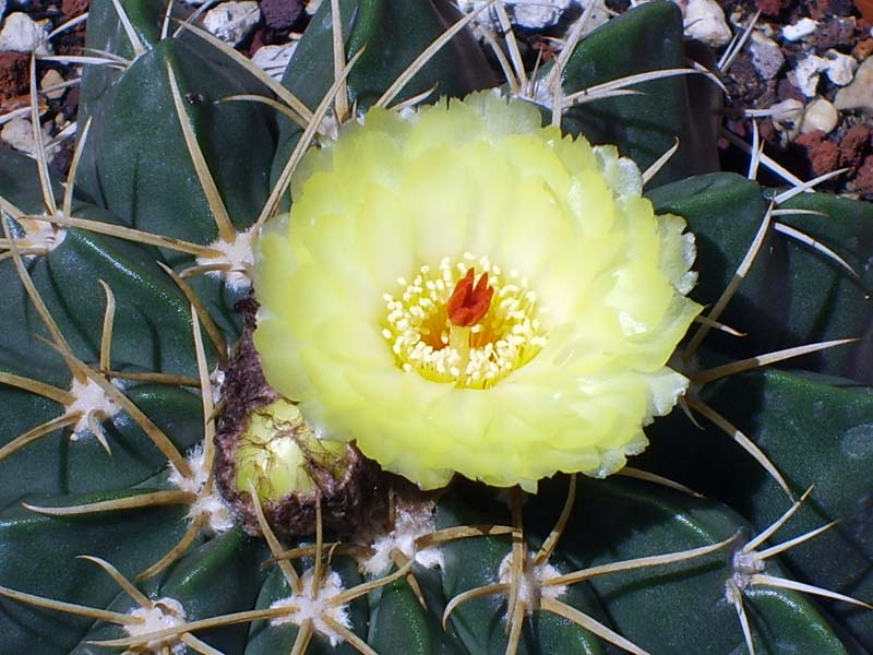 Parodia sellowii 