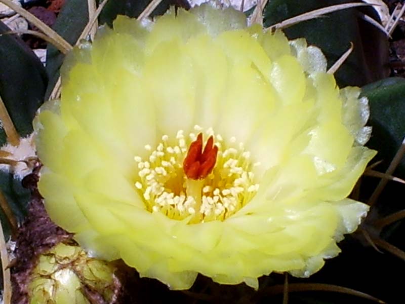 Parodia sellowii 