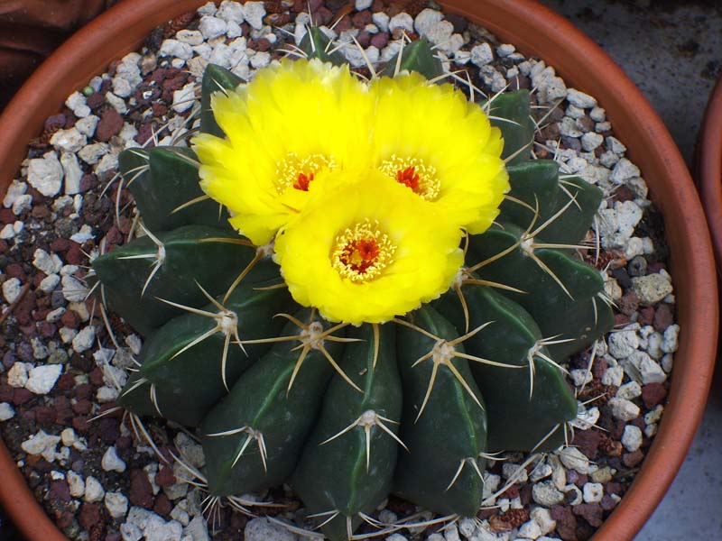 Parodia sellowii 