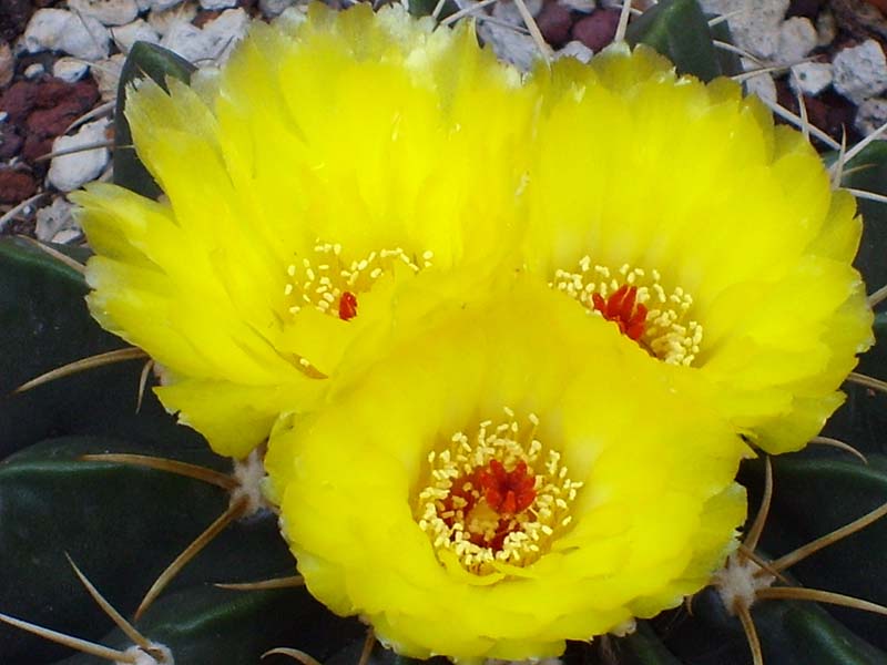 Parodia sellowii 