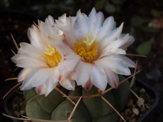 Thelocactus hexaedrophorus 