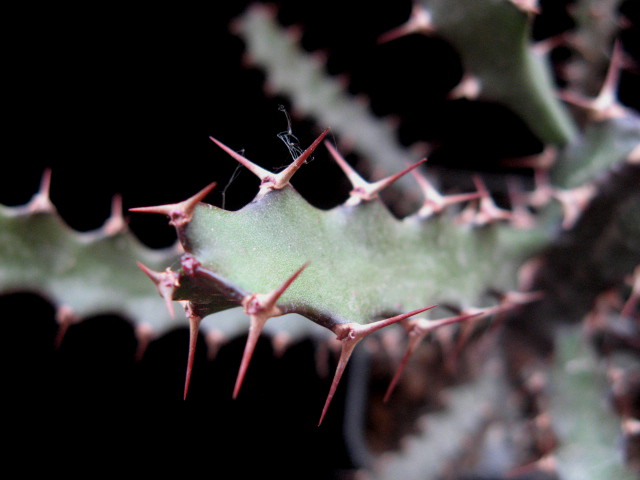 Euphorbia excelsa 