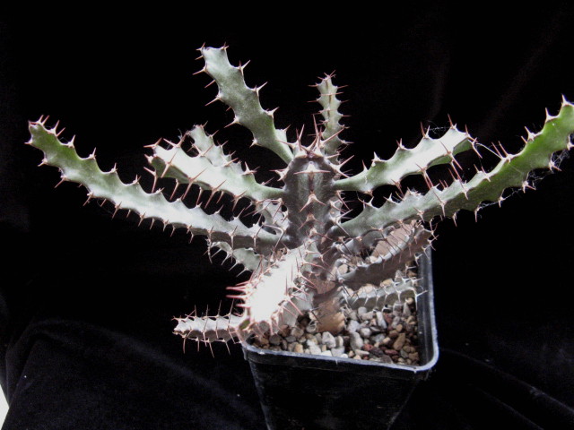 Euphorbia excelsa 