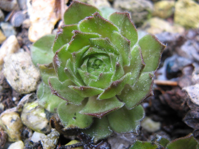 sempervivum cv. 'exorna'