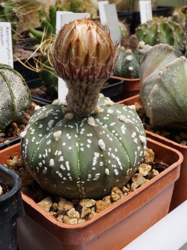 Astrophytum asterias 