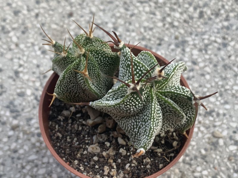 Astrophytum ornatum 