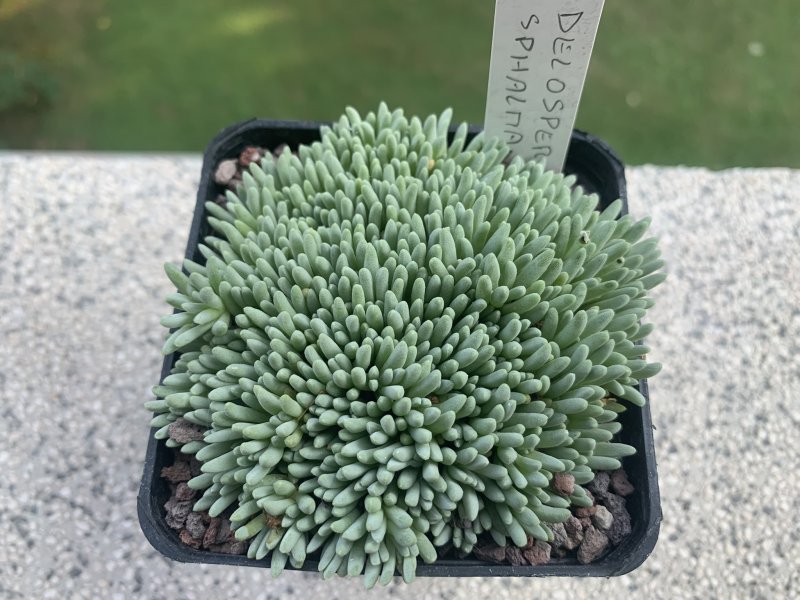 delosperma sphalmanthoides