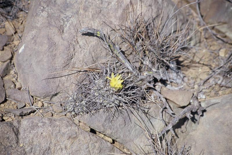 Copiapoa humilis v. australis 