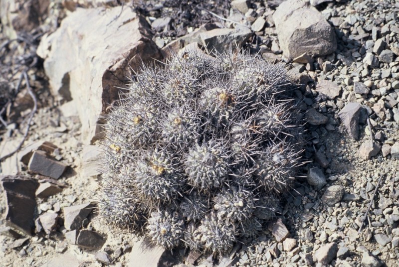 Copiapoa fiedleriana 