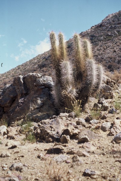 Trichocereus chiloensis 