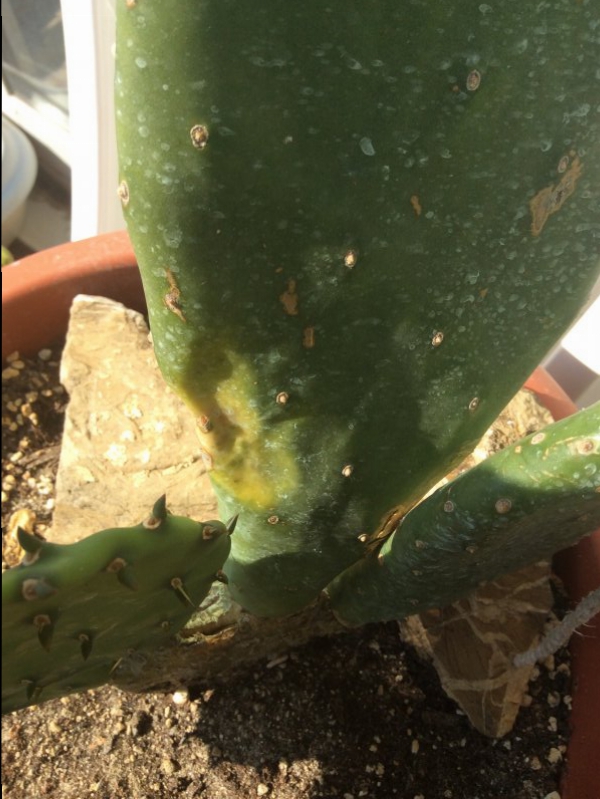 Opuntia  