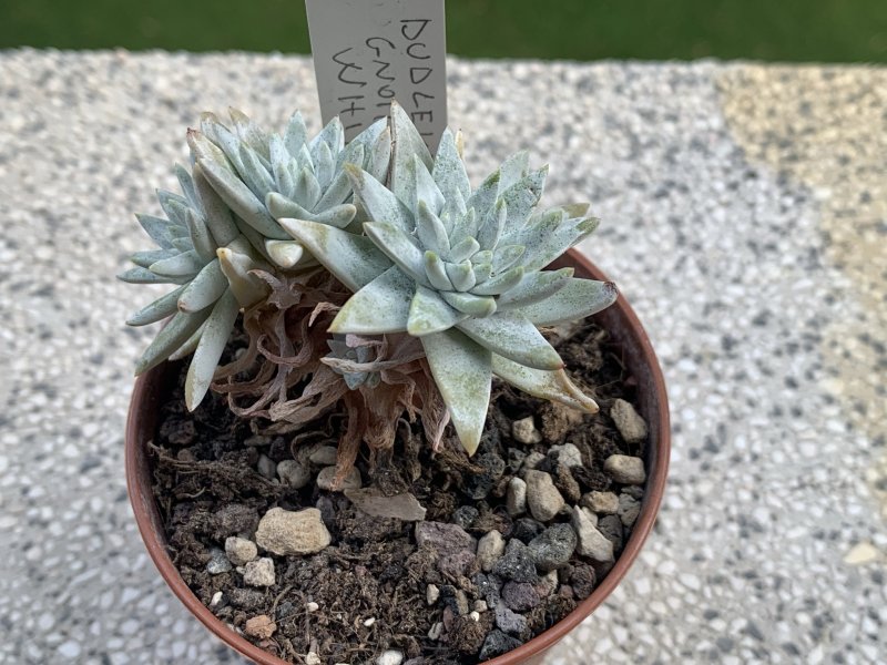 dudleya gnoma