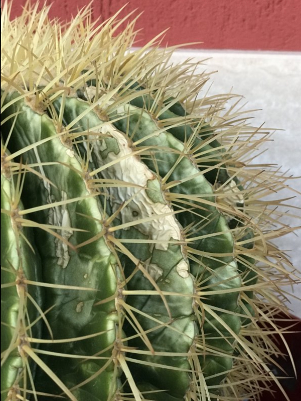 Echinocactus grusonii 