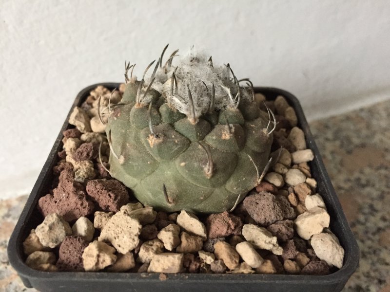 Turbinicarpus jauernigii 