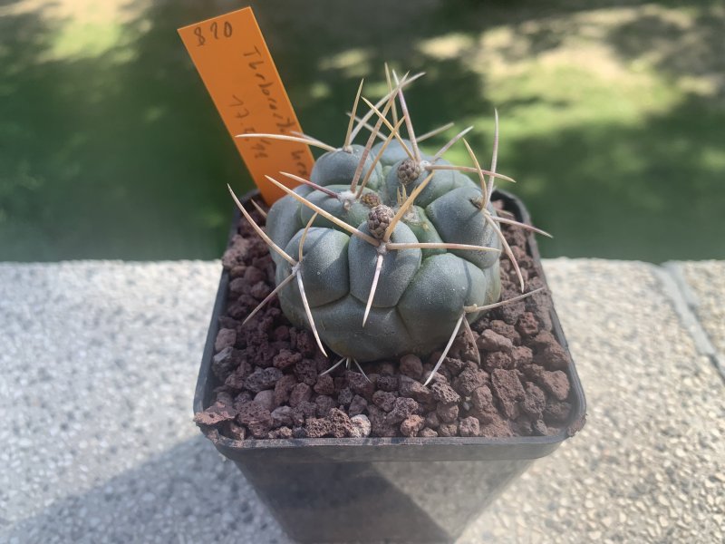 Thelocactus hexaedrophorus 