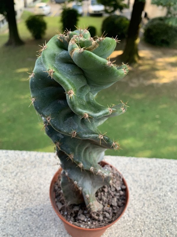 Cereus forbesii f. spiralis 