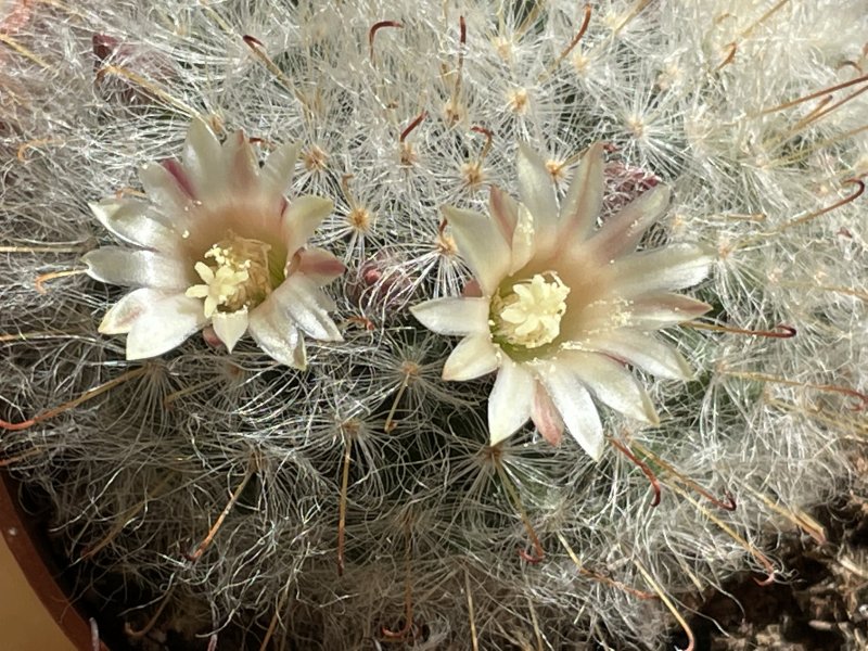 Mammillaria bocasana 