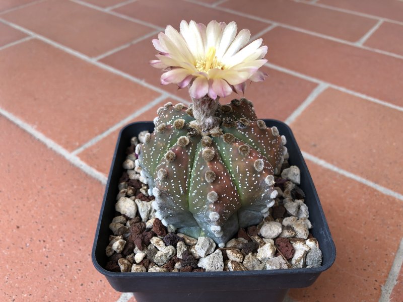 Astrophytum asterias 