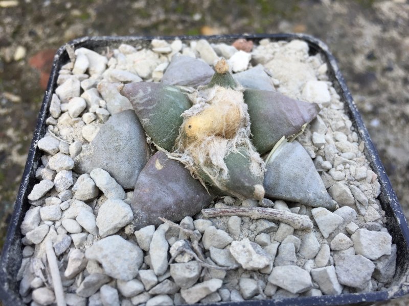 ariocarpus furfuraceus