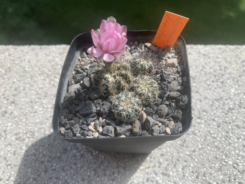 Gymnocalycium bruchii 