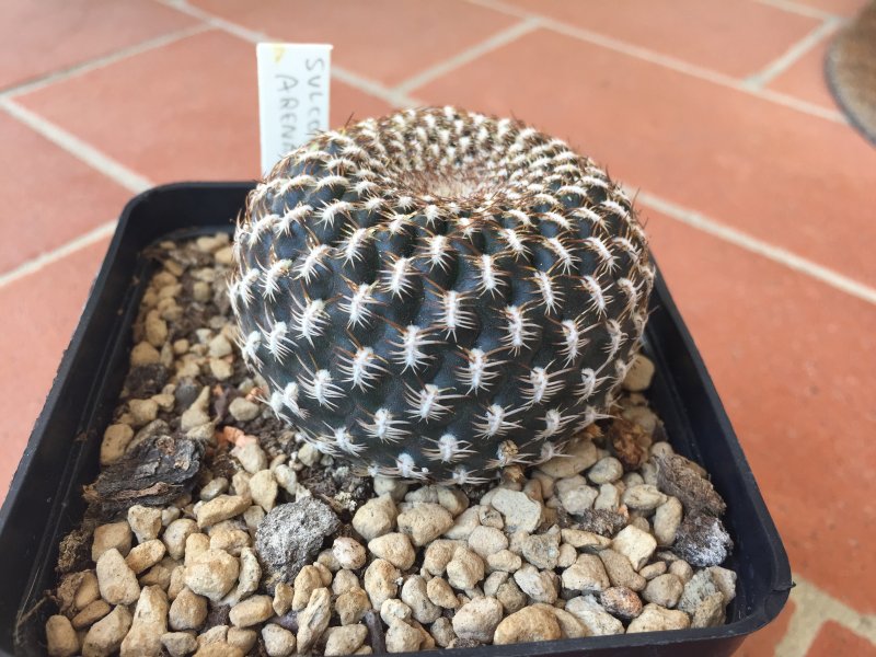 Sulcorebutia arenacea 