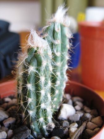 Oreocereus celsianus 