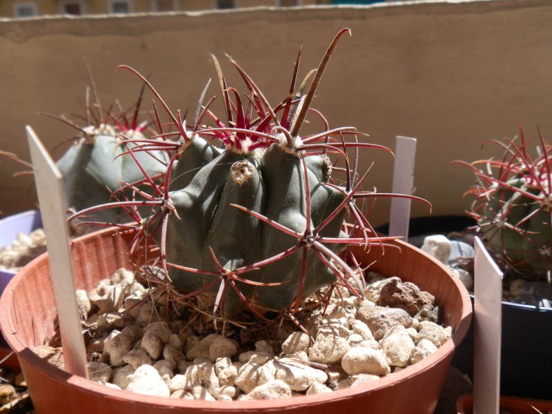 Ferocactus acanthodes 