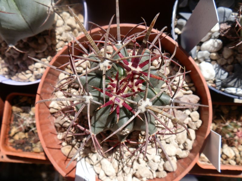 Ferocactus acanthodes 