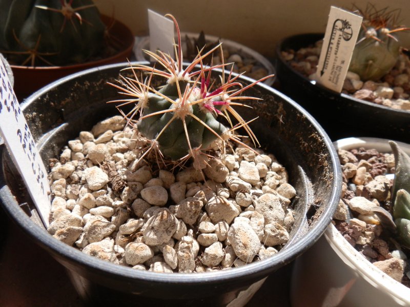 Ferocactus acanthodes v. eastwoodiae FRS27