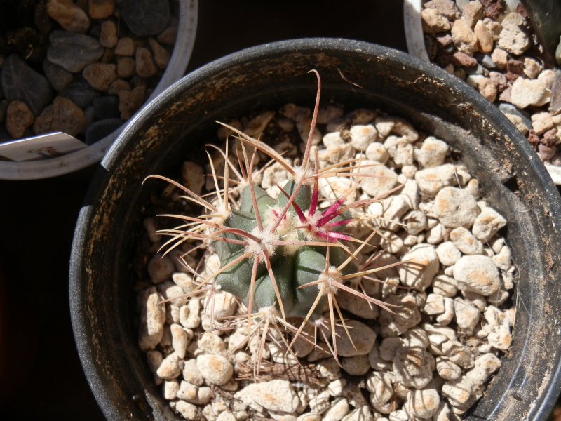 Ferocactus acanthodes v. eastwoodiae FRS27