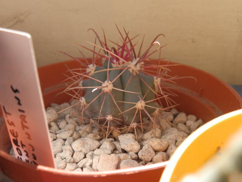 Ferocactus acanthodes v. lecontei FRS33