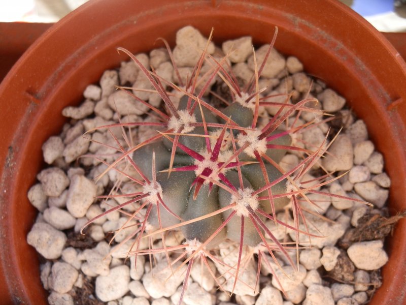 Ferocactus acanthodes v. lecontei FRS33