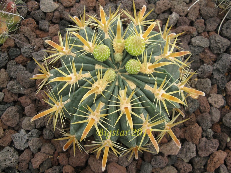Ferocactus latispinus v. flavispinus 