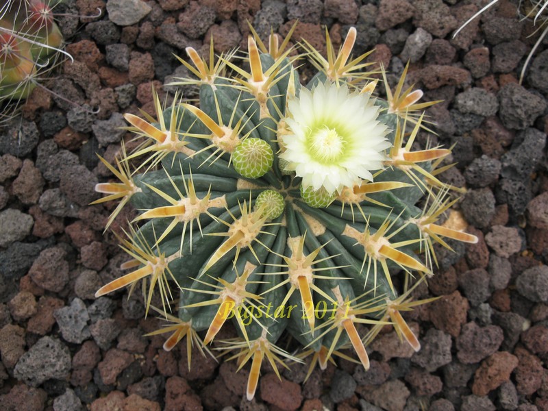 Ferocactus latispinus v. flavispinus 