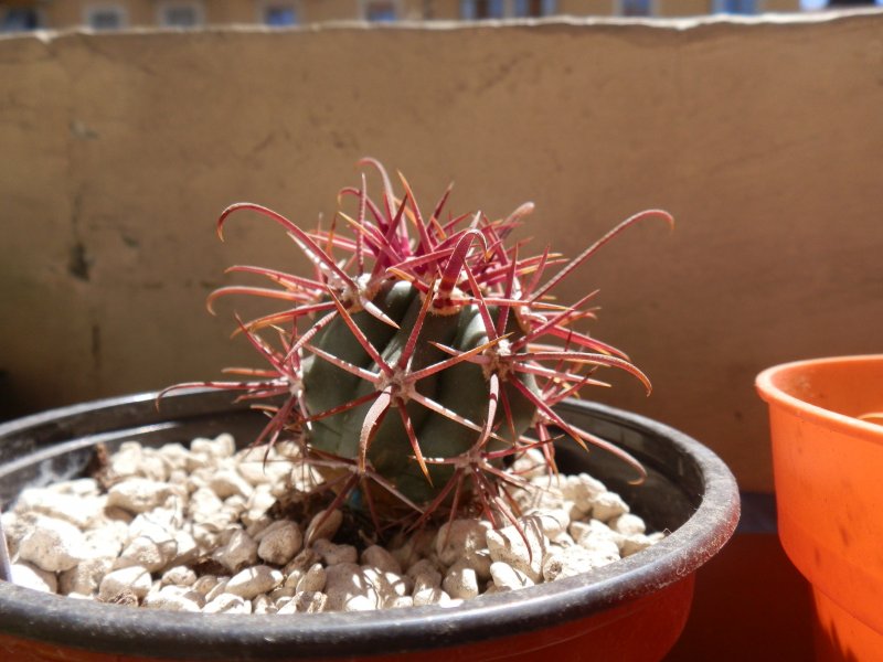 Ferocactus gracilis FRS4