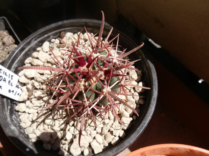 Ferocactus gracilis FRS4