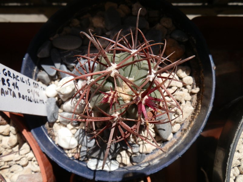 Ferocactus gracilis ssp. coloratus FRS14