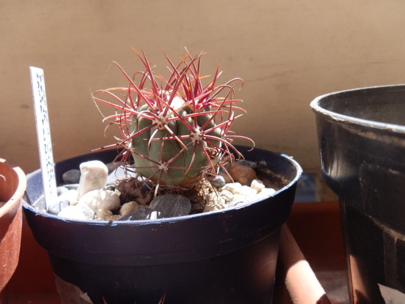 Ferocactus gracilis ssp. coloratus FRS14