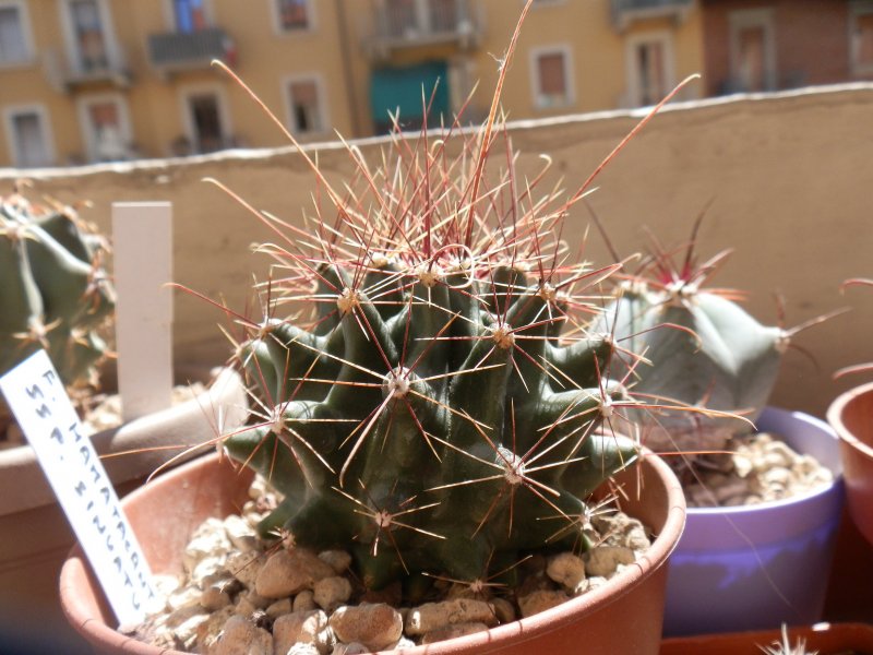 Ferocactus hamatacanthus ssp. sinuatus 